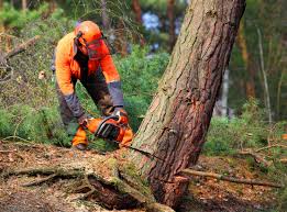 Reliable Sugarmill Woods, FL Tree Removal Services Solutions