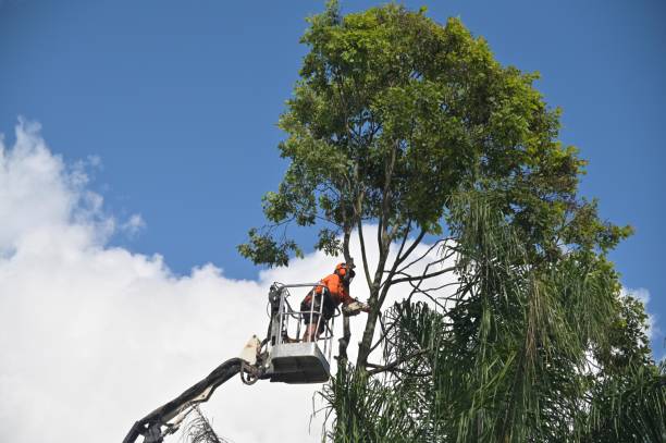 Grass Overseeding in Sugarmill Woods, FL