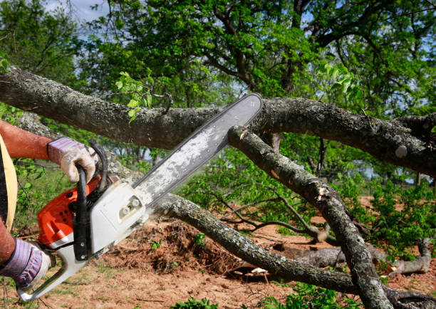 Best Firewood Processing and Delivery  in Sugarmill Woods, FL